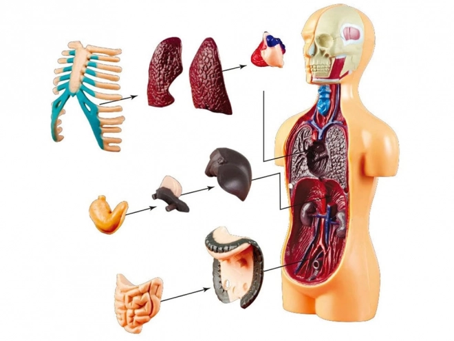 Human Anatomy Educational Model with Organs