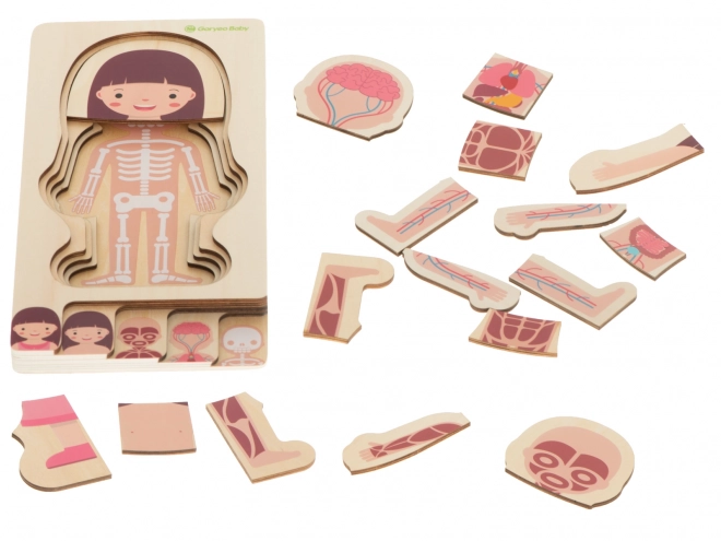 Educational Wooden Body Construction Puzzle Montessori for Girls