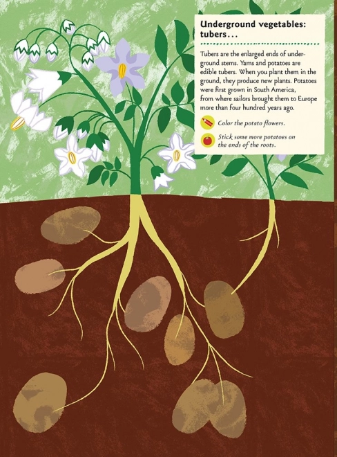 My Nature Sticker Activity Book - In the Vegetable Garden