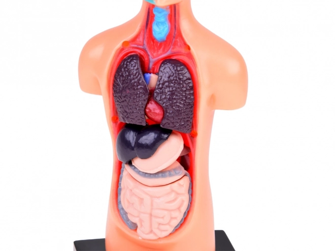 Human Anatomy Educational Model with Organs