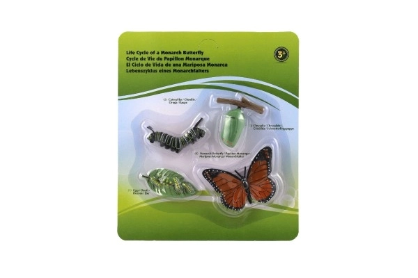 Butterfly Life Cycle Educational Set