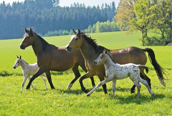 Schmidt Horse Puzzle Set in Tin Case