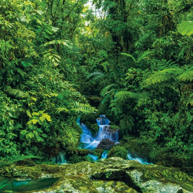 Rainforest Scenic Calendar 2025