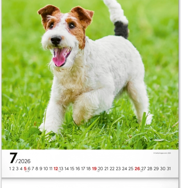 Calendario da parete Cani 2026