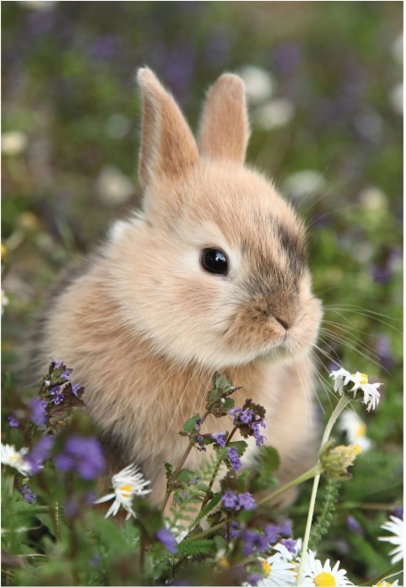 Dino puzzle bunny and guinea pig