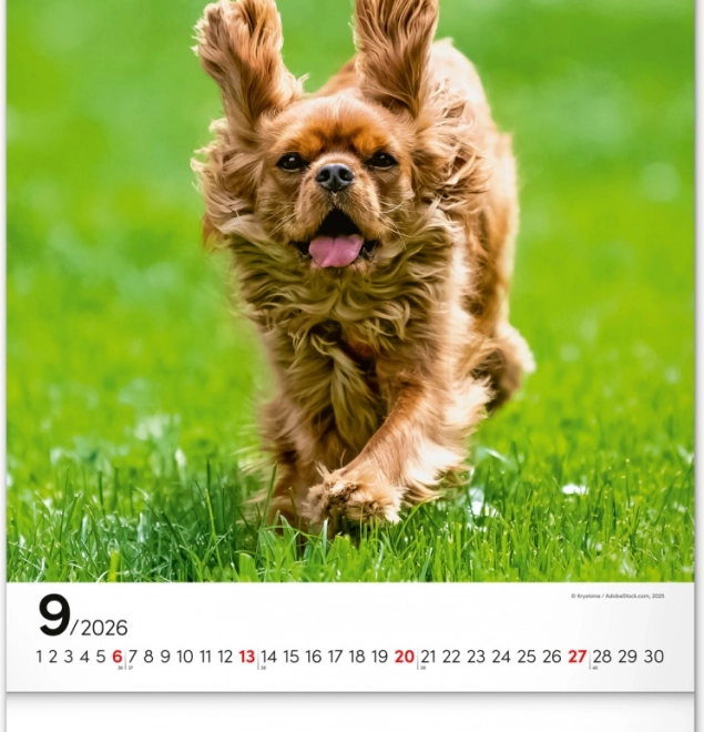 Calendario da parete Cani 2026