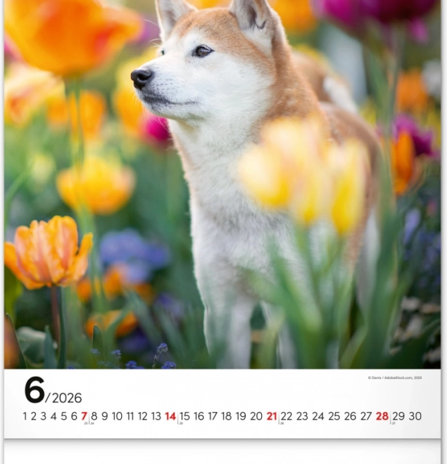 Calendario da parete Cani 2026