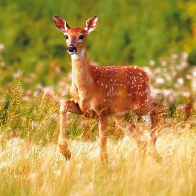 Forest Animals 2025 Wall Calendar