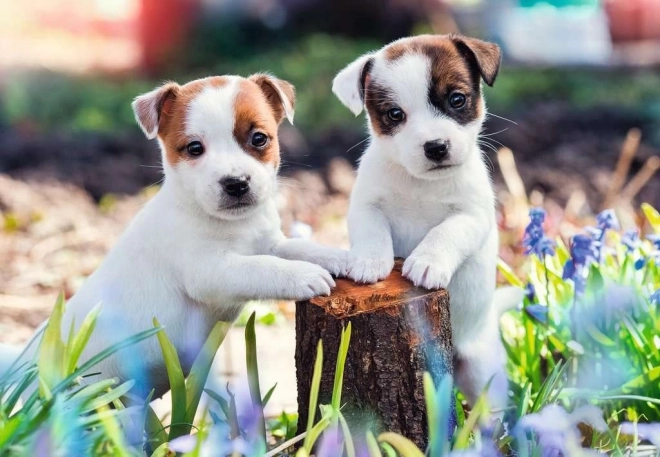 Cute Puppies Puzzle Set