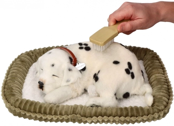 Perfect Petzzz lélegző dalmata