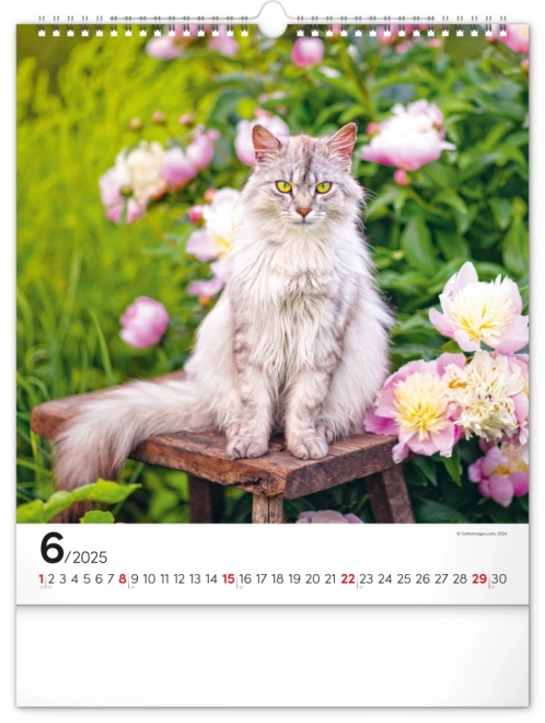 Wall Calendar Cats 2025