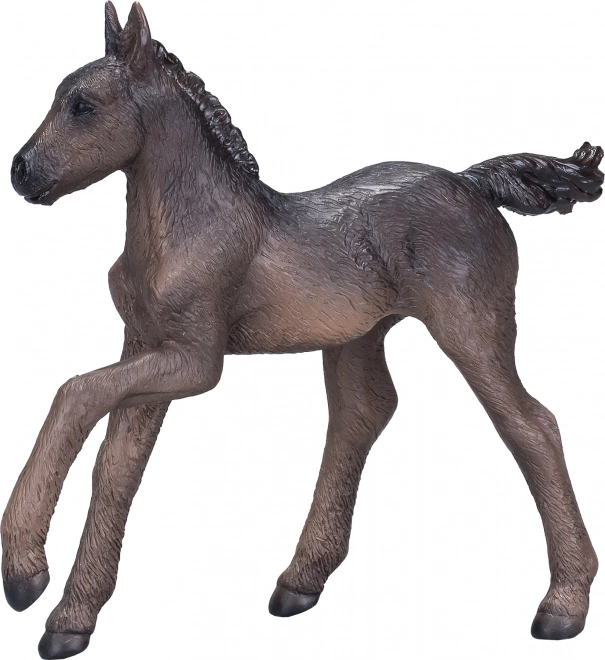 Mojo Black Arabian Foal