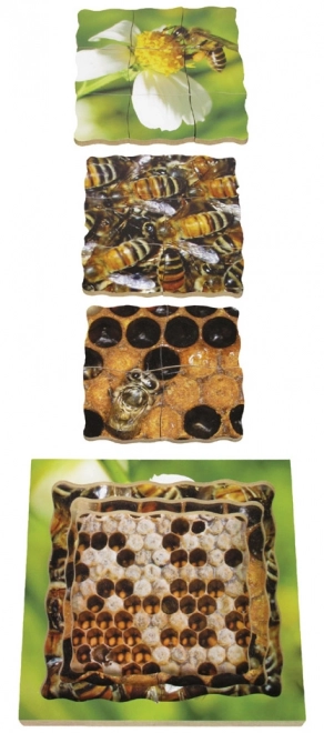 Bee Lifecycle Wooden Layered Puzzle