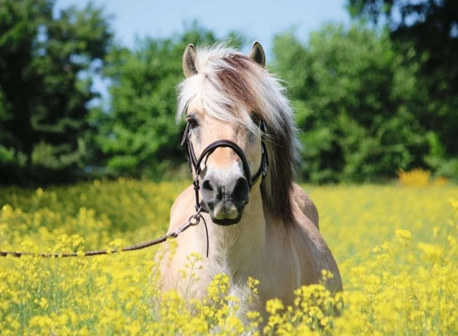 Ravensburger White Horse Puzzle 500 Pieces