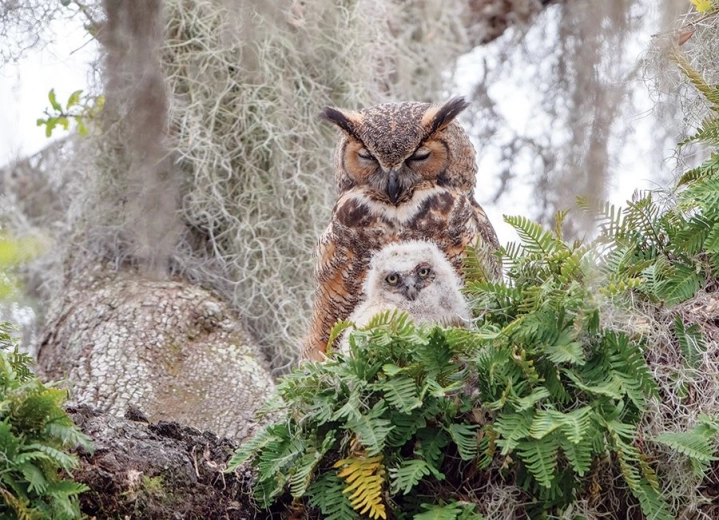 Realistic owl motif in its natural habitat