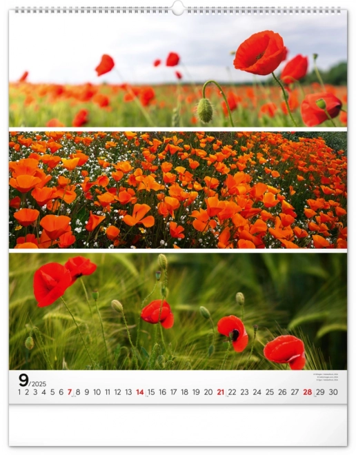 Wall Calendar Palette 2025