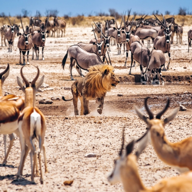 Wild Africa 2025 Wall Calendar