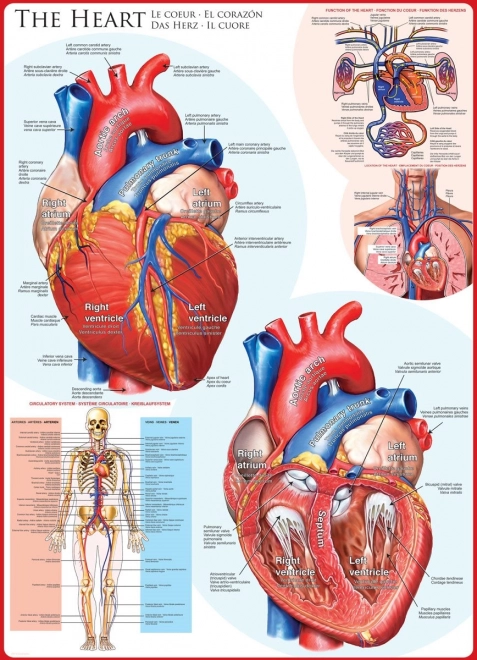 Eurographics Puzzle Human Heart 1000 Pieces