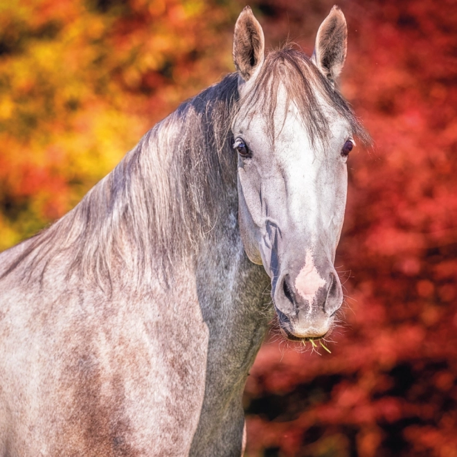 Notique Horse Calendar by Christiane Slawik 2025