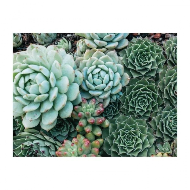 Galison Succulents Double-Sided Puzzle 500 Pieces