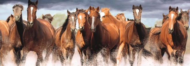 DINO panoramic puzzle horses in water