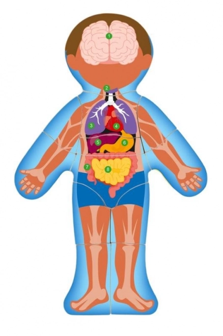 Human Body Puzzle for Kids