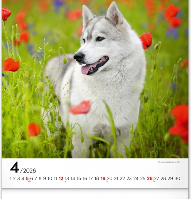 Calendario da parete Cani 2026