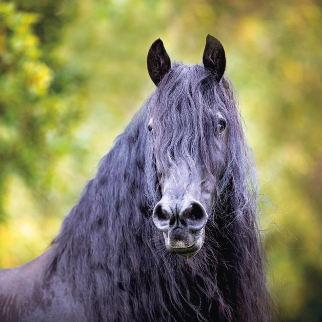 Notique Horse Calendar by Christiane Slawik 2025