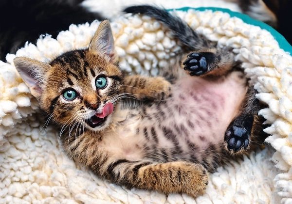 Cheerful Kitten 1000 Piece Puzzle