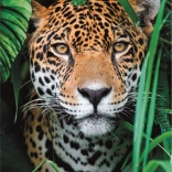 Puzzle 500 Pieces High Quality, Jaguar in the Jungle