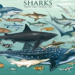EUROGRAPHICS Sharks Puzzle 1000 pieces