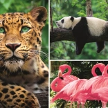 Animal Puzzle – Collage 1000 Pieces ECO