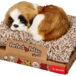 Barking mini St. Bernard on a bed
