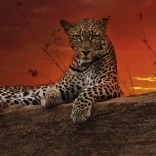 Panoramic Puzzle Dawn in Kenya 2000 Pieces