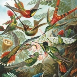 Hummingbirds Puzzle 1000 pieces