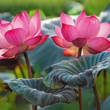Puzzle Pink Lotus Flowers 500 Pieces