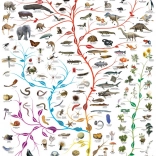 Puzzle EUROGRAPHICS Tree of Life 1000 pieces