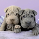 Educa Puzzle Too Early to Get Up 100 pieces