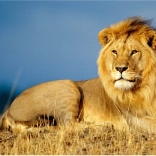 Diamentowe malowanie Lwia majestat 30x40 cm