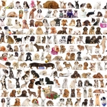 EUROGRAPHICS puzzle World of Dogs 2000 pieces