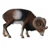European Mouflon