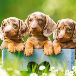 Puzzle 500 Pieces Adorable Dachshunds