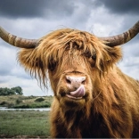 Ravensburger Puzzle Moments Highland Cattle 300 pieces