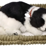 Atmender Border-Collie-Welpe zur Adoption