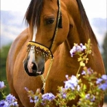 Diamantové malování Koňská něha 30 × 40 cm