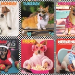 200-Piece Puzzle – Happy Dogs – Trefl