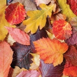 Colorful Leaves Puzzle 1000 Pieces