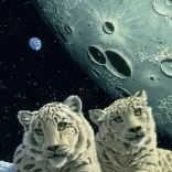 Snow Leopard Den Puzzle 2000 Pieces GRAFIKA