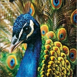 Puzzle Colorful Nature: Peacock 250 pieces