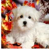 Diamantno slikanje – belo kužek 30 × 40 cm